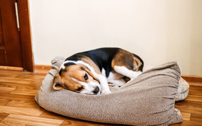 Is my pet in pain?