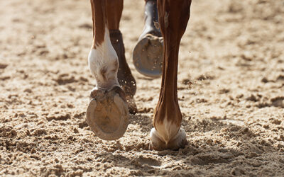 How your horses gut health and hoof health are connected (and why it matters)