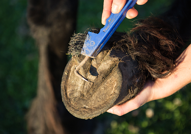 Supporting gut and hoof health
