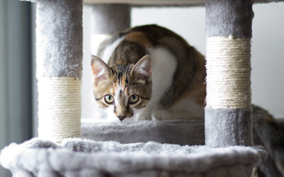 Your guide to happy and healthy house cats
