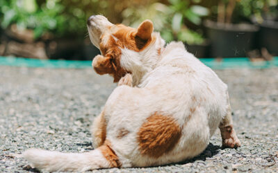 Understanding and managing allergies in dogs