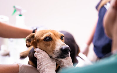 The importance of regular veterinary check-ups for your pets