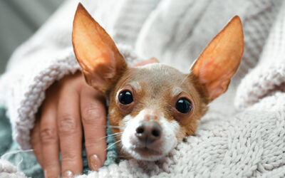 Helping your pet through thunderstorm anxiety