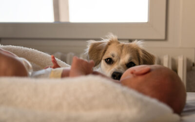 Helping your dog adjust to the arrival of a new (human) baby