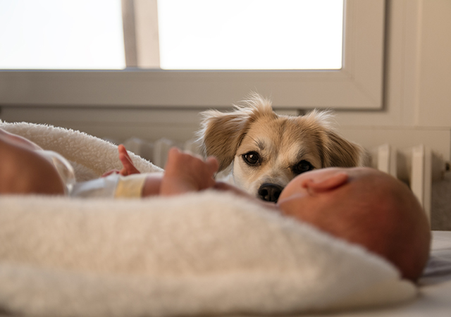 Helping your dog adjust to the arrival of a new (human) baby