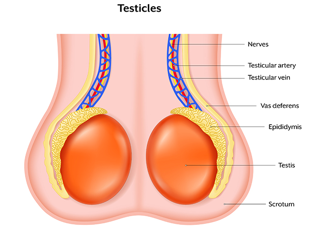 Your testicles